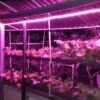 Bộ 5m Led trồng rau, led nông nghiệp 5đỏ 1 xanh ánh sáng chọn lọc