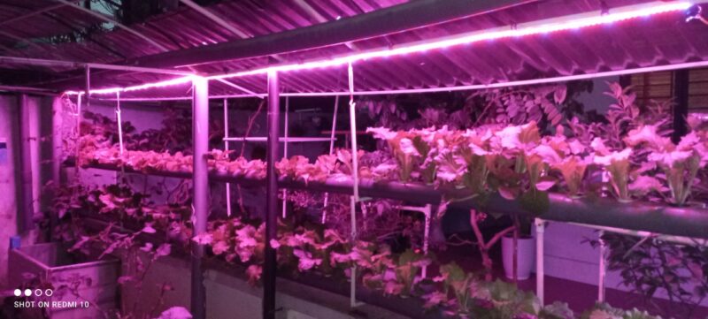 Bộ 5m Led trồng rau, led nông nghiệp 5đỏ 1 xanh ánh sáng chọn lọc